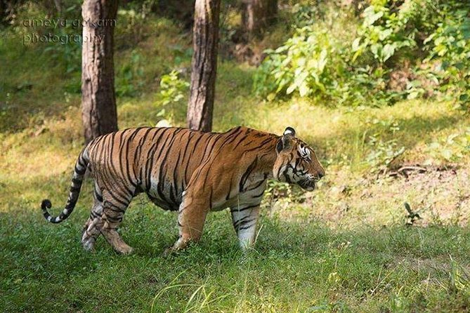 2-Day Private Tour to Ranthambhore Tiger Safari Tour from Jaipur - Why Ranthambore from Jaipur is such a smart move