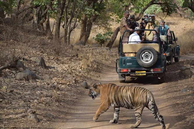 2-Day Private Tour to Ranthambhore Tiger Safari Tour from Jaipur - Jeep safaris, naturalists, and how to think about tiger spotting