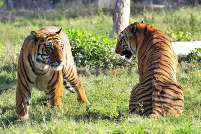2-Day Private Tour to Ranthambhore Tiger Safari Tour from Jaipur - Day 2: morning tiger-hunt energy and the trip back to Jaipur