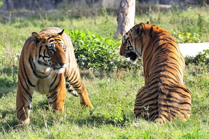 2-Day Private Tour to Ranthambhore Tiger Safari Tour from Jaipur - Day 2: morning tiger-hunt energy and the trip back to Jaipur