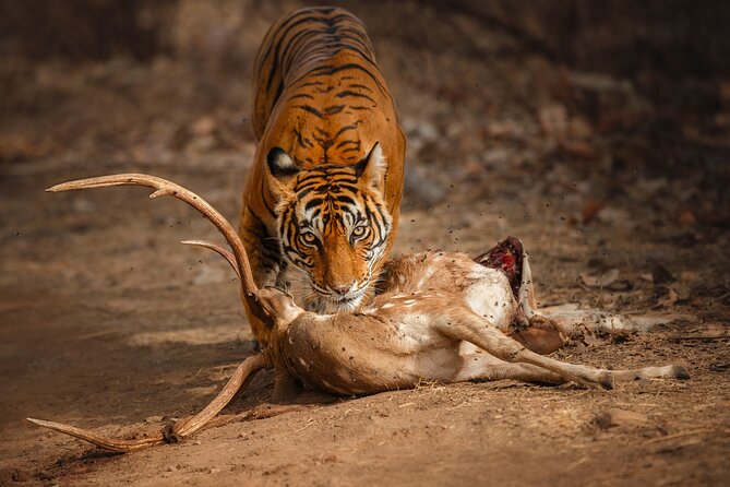 Day Trip to Ranthambore Tiger Reserve from Jaipur - Key points at a glance