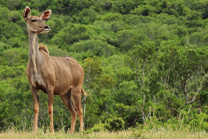 Day Trip to Ranthambore Tiger Reserve from Jaipur - Safari time: jeep or canter, and why it changes your day