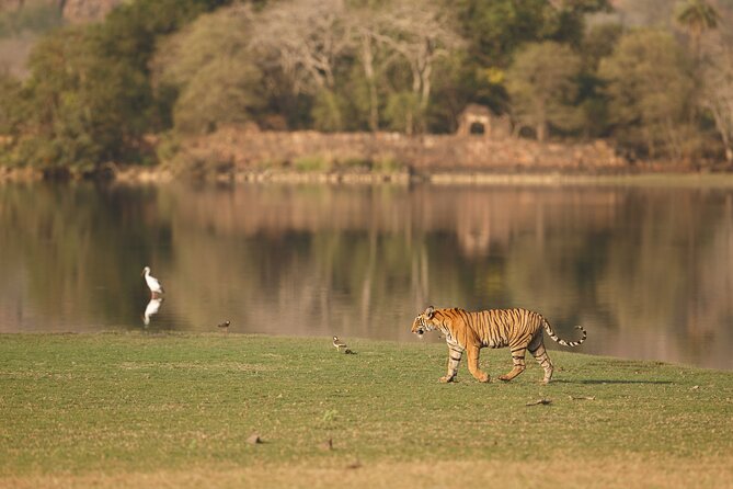 Day Trip to Ranthambore Tiger Reserve from Jaipur - What you’ll see: more than just tigers and where crocodiles fit
