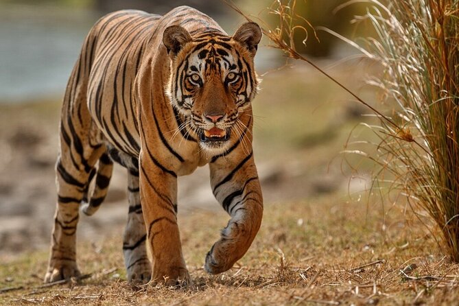 Day Trip to Ranthambore Tiger Reserve from Jaipur - Included details that make the day easier