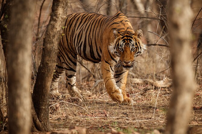 Day Trip to Ranthambore Tiger Reserve from Jaipur - How to think about the tiger odds (and still feel like you won)
