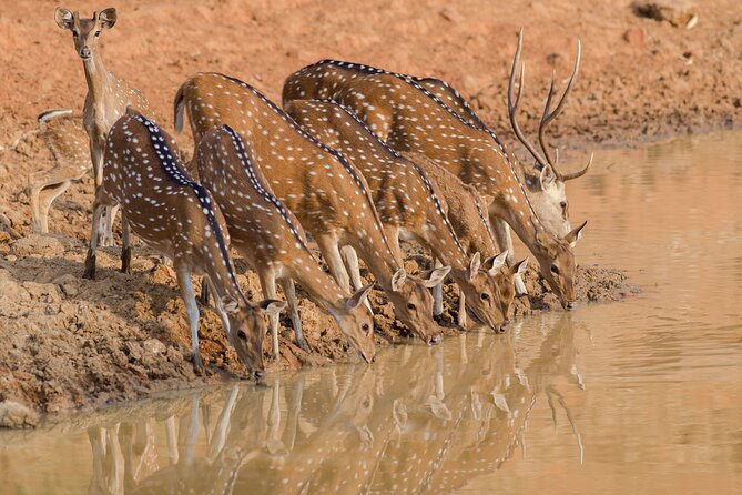 Day Trip to Ranthambore Tiger Reserve from Jaipur - Entering Ranthambore National Park the right way