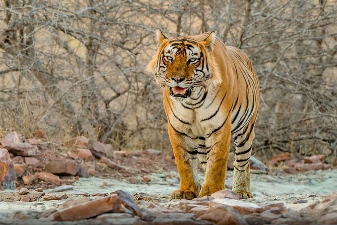 Day Trip to Ranthambore Tiger Safari from Jaipur - Key highlights