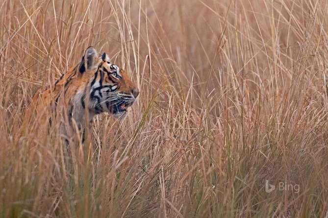 Day Trip to Ranthambore Tiger Safari from Jaipur - Jaipur Monument Time: The Big-Name Promise vs the Real Schedule