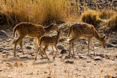 Day Trip to Ranthambore Tiger Safari from Jaipur - The Drive: Comfort, Timing, and What to Expect