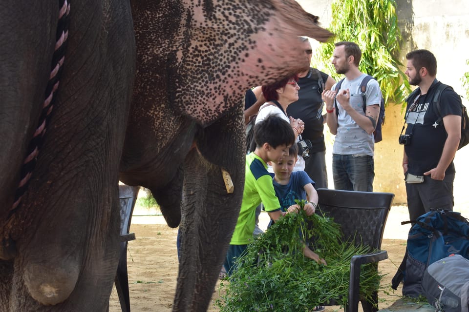 Elefun Best Elephant Sanctuary in Jaipur - Elephant painting: traditional style with natural, skin-friendly paints