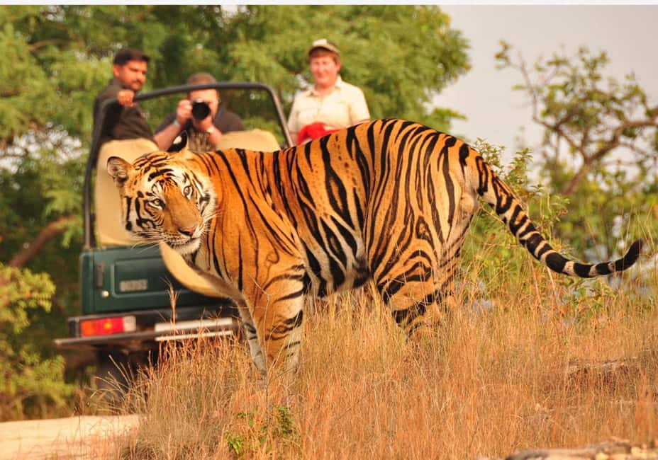 From Delhi: 6-Day Golden Triangle Tour with Ranthambore - Key takeaways before you book