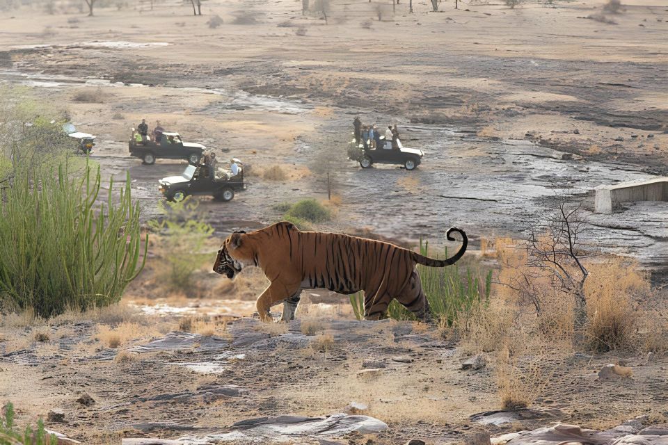 From Jaipur : 2 Days Ranthambore Tiger Safari Tour By Car - Quick, practical highlights