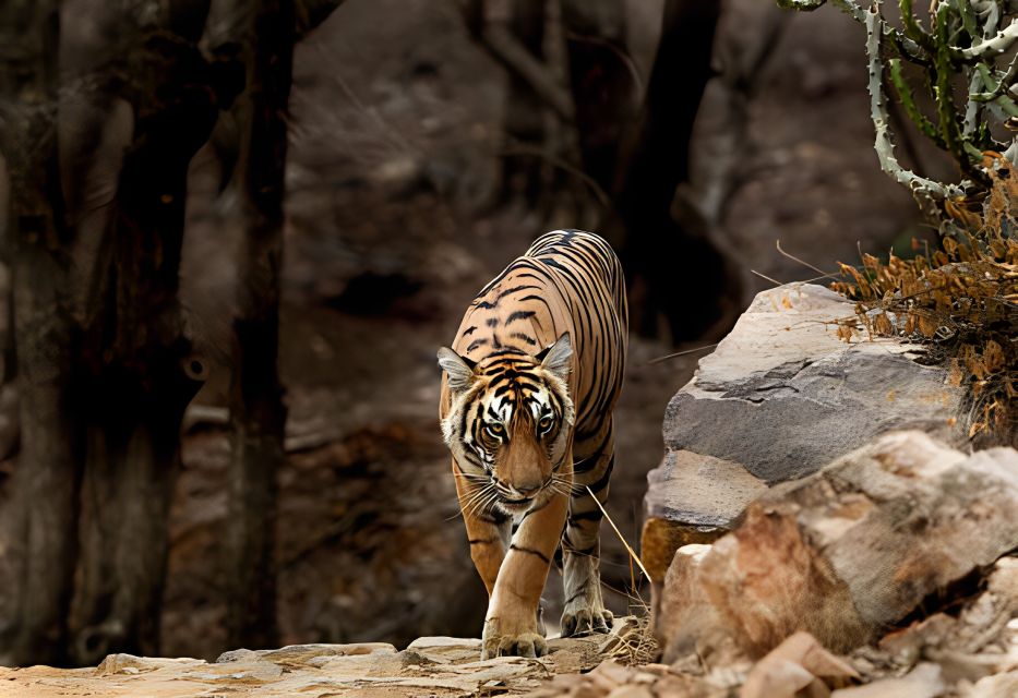 From Jaipur : 2 Days Ranthambore Tiger Safari Tour By Car - Should you book the Jaipur to Ranthambore 2-day safari by car?