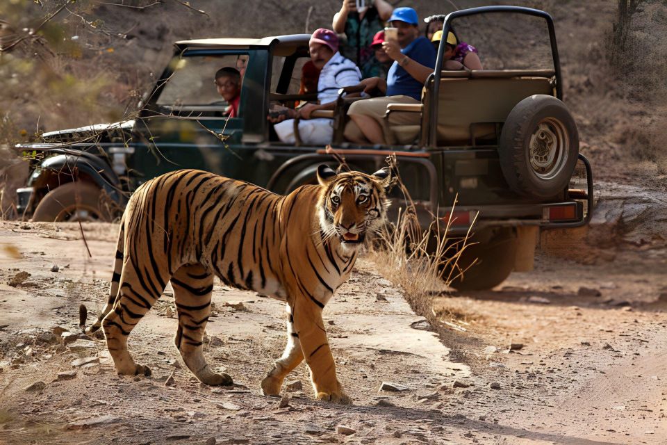 From Jaipur : 2 Days Ranthambore Tiger Safari Tour By Car - Canter safaris vs gypsies: choose what fits your comfort and priorities