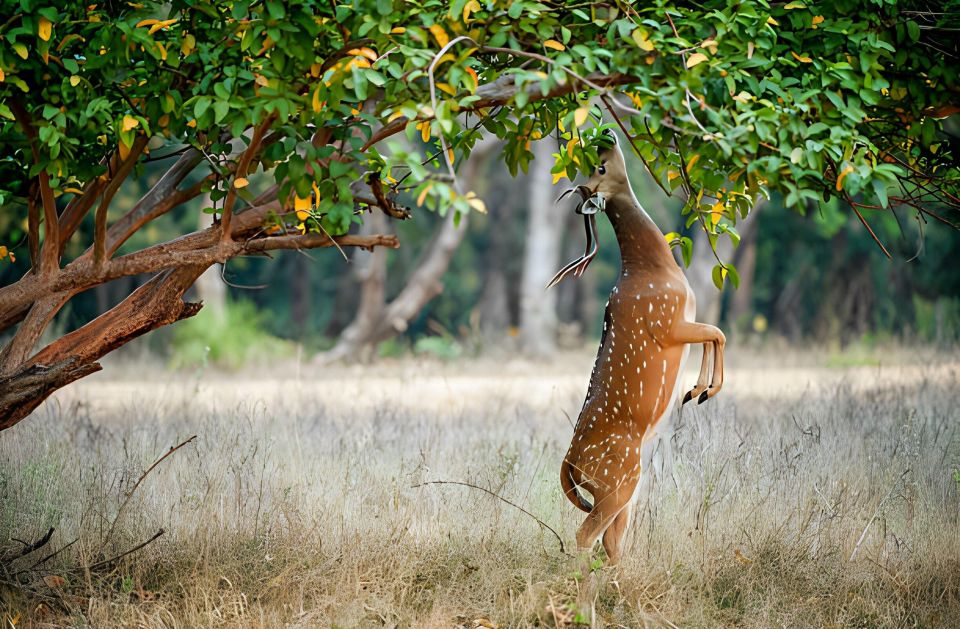 From Jaipur : 2 Days Ranthambore Tiger Safari Tour By Car - Tiger luck, guide communication, and what to expect realistically