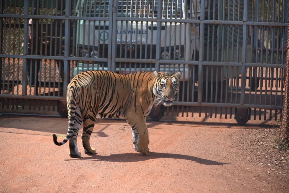 From Jaipur : 2 Days Ranthambore Tiger Safari Tour By Car - Who this tour suits best (and who should reconsider)