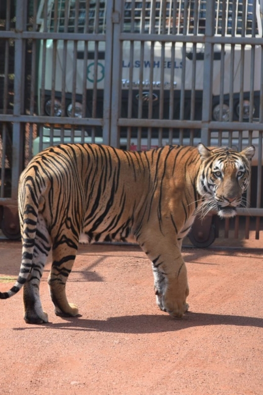 From Jaipur : 2 Days Ranthambore Tiger Safari Tour By Car - Afternoon tiger safari on day 1: getting your bearings fast