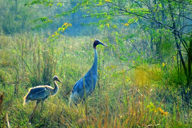 From Jaipur: Bird Safari and Agra sightseeing All-Inclusive - Keoladeo National Park: Bird Safari Time That Feels Like a Real Birding Trip