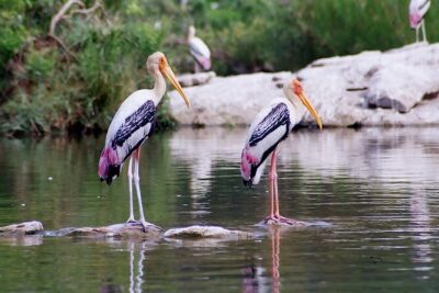 From Jaipur: Bird Safari and Agra sightseeing All-Inclusive - Bharatpur Bird Sanctuary: A Short Stop That Works With the Day Pace