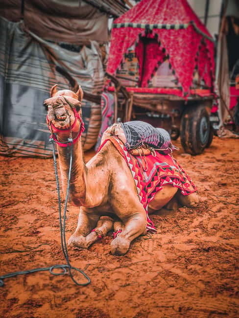 From Jaipur: One-Day Trip From Jaipur to Pushkar - Pushkar Bazaar: Jewelry, Clothes, and Buying Without Losing Time