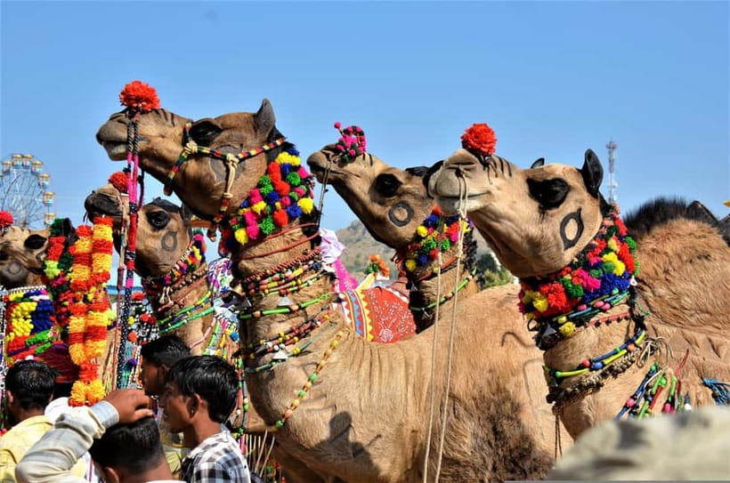 From Jaipur: One-Day Trip From Jaipur to Pushkar - Who Should Book This Pushkar Day Trip (and Who Should Rethink It)