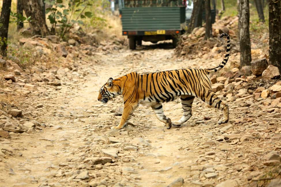 From Jaipur: One Day Trip to Ranthambore Tiger Safari - The AC Ride: Departure, Arrival, and Real-World Breaks