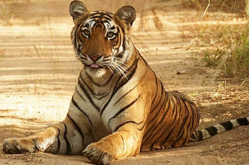 From Jaipur: Praivte Ranthambore Tour By Jeep Canter Safari - From Jaipur To Sawai Madhopur: How the Day Really Works