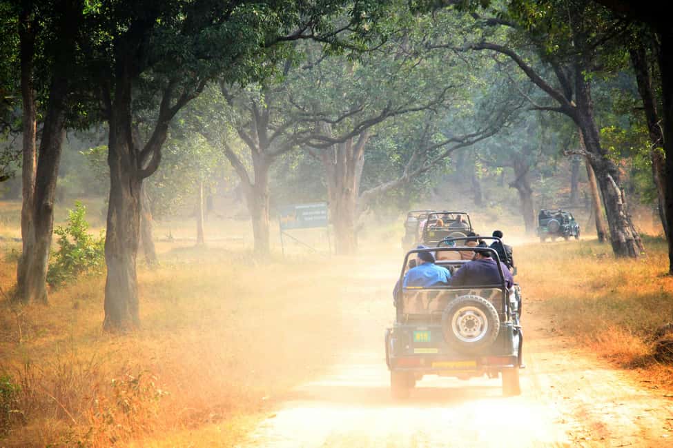 From Jaipur: Ranthambore National Park Day Trip with Safari - Zones and timing: how the park’s setup affects your odds