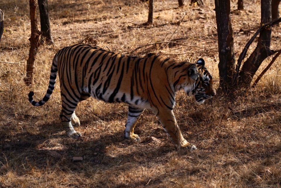 From Jaipur: Ranthambore Private Day Trip with Tiger Safari - Key points at a glance