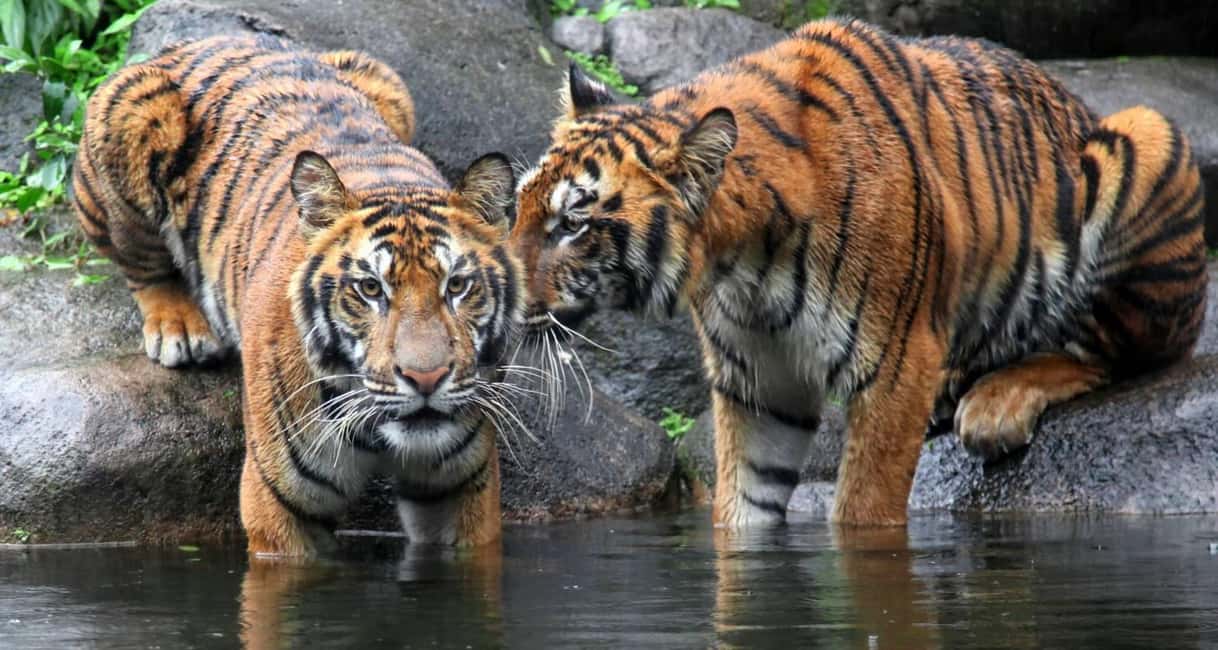 From Jaipur: Ranthambore Private Day Trip with Tiger Safari - Ranthambore from Jaipur: what you’re signing up for