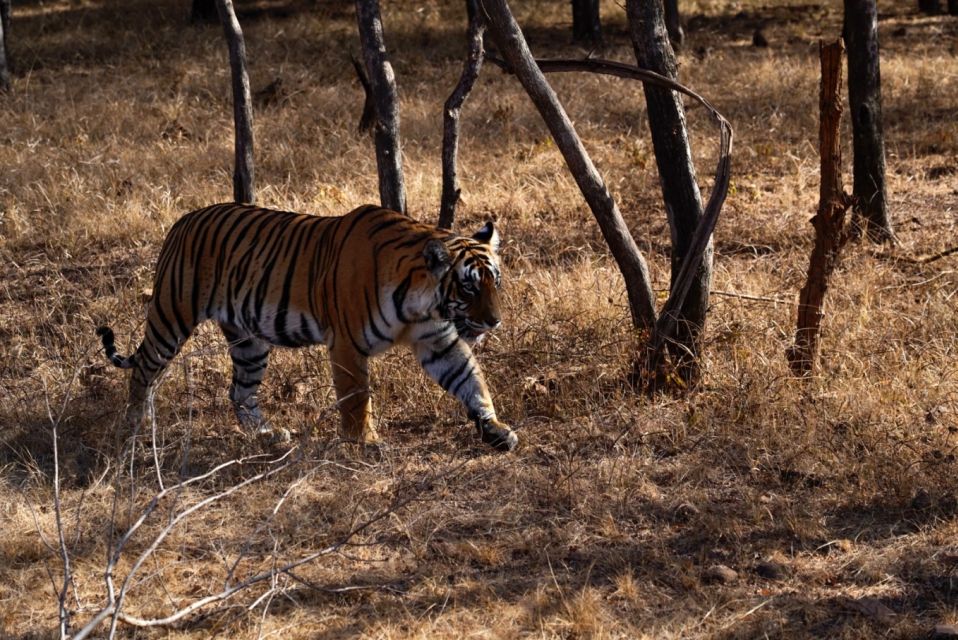 From Jaipur: Ranthambore Private Day Trip with Tiger Safari - What the private day trip includes (and what it costs you extra)
