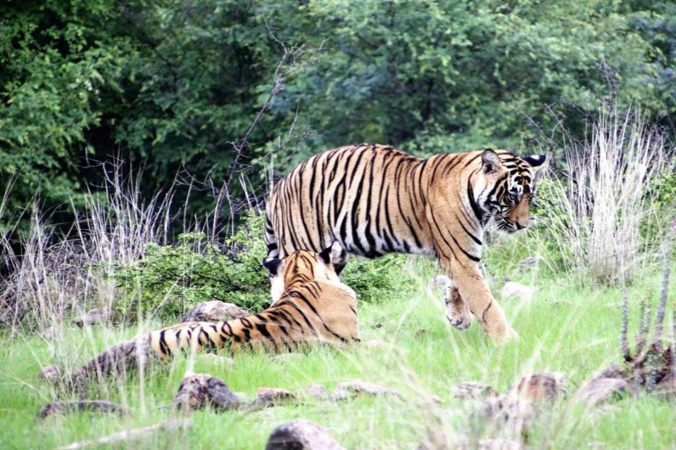 From Jaipur: Ranthambore Private Day Trip with Tiger Safari - Practical tips for your day in Ranthambore