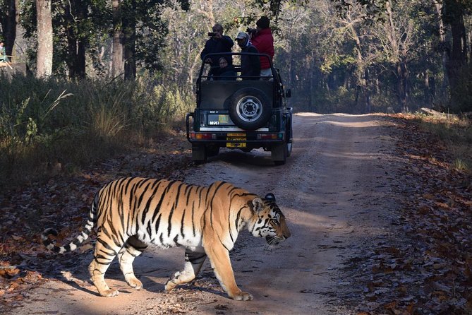 From Jaipur: Ranthambore Tiger Safari Private Day Tour - Key Things I’d Focus On