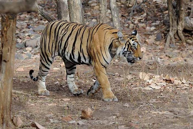 From Jaipur: Ranthambore Tiger Safari Private Day Tour - Pickup, Drive Time, and When the Safari Actually Starts