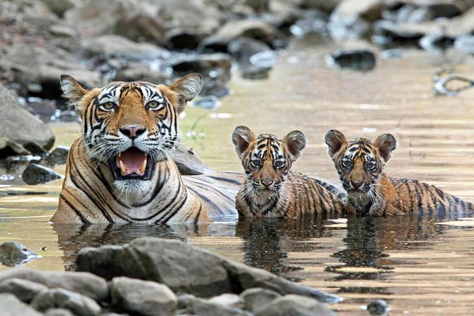 From Jaipur: Ranthambore Tiger Safari Private Day Tour - The Canter Safari Ride: What the Naturalist Guide Adds