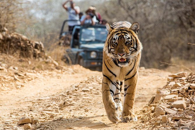 From Jaipur: Ranthambore Tiger Safari Private Day Tour - Entering Ranthambore National Park: Forts, Temples, and the Wildlife Setting