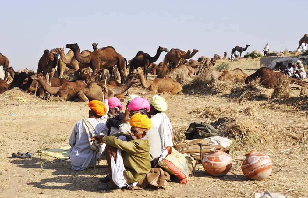 From Jaipur: Same Day Pushkar Self-Guided Day Trip - Camel Ride in the Thar Desert: Fun + Real Scenery