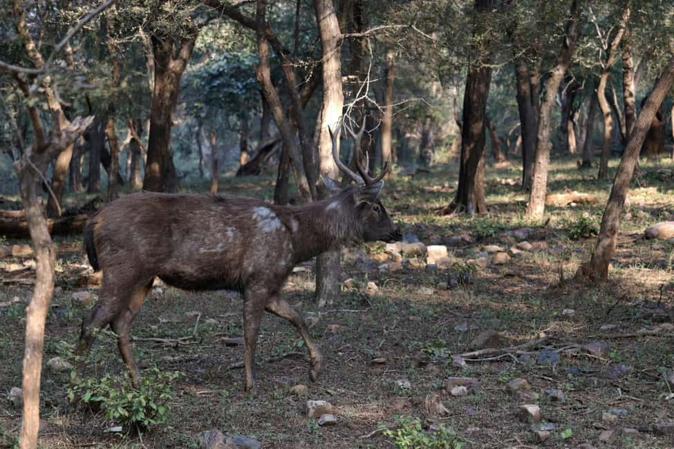 From Jaipur: Sariska National Park Day trip with Safari - Photos, Phones, and Park Rules You Can’t Ignore