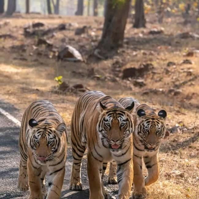 From Ranthambore: Official Tiger Safari in Canter With Guide - The open-top Canter safari: ride comfort vs. photo pressure