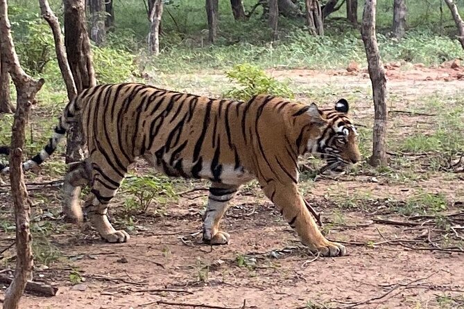 Full-Day Trip to Ranthambore National Park from Jaipur - The lassi and samosas moment: small comfort, smart pacing