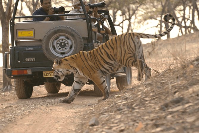 Full Day trip to Ranthambore tiger reserve from Jaipur Hotels - The safari experience: open-topped, guide-led, and built for spotting wildlife