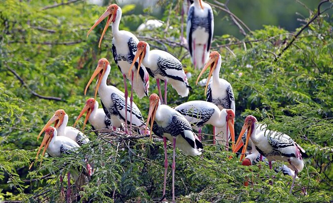 Guided Keoladeo Bird National Park Tour in Bharatpur from Jaipur - Key highlights worth planning around