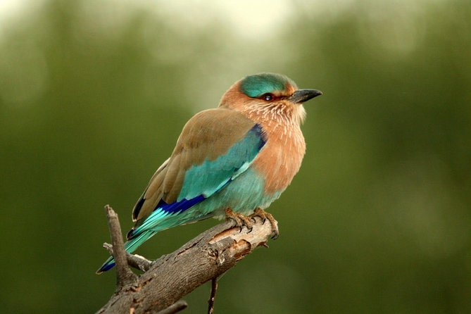 Guided Keoladeo Bird National Park Tour in Bharatpur from Jaipur - A long day from Jaipur, with real wildlife payoff