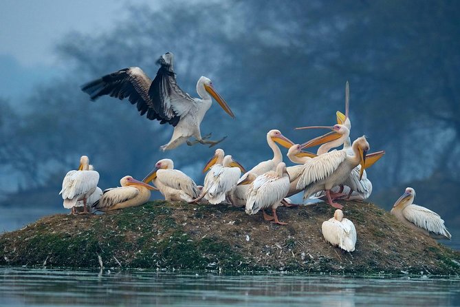 Guided Keoladeo Bird National Park Tour in Bharatpur from Jaipur - How the park time works: 2.5 hours of birding without rushing