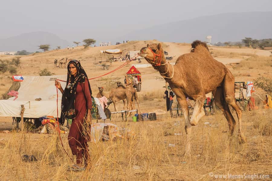 Jaipur: Ajmer & Pushkar Day Trip with Lunch & Camel ride - Key things to know before you go