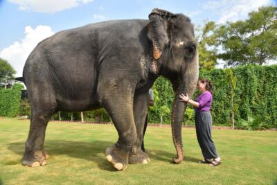 Jaipur Elephant Experience: Bond, Connect, and Learn - Getting picked up in Amer and starting with a proper briefing