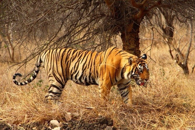 Jaipur Full Day Private Tour - Price and Value for a Private Group of Up to 3