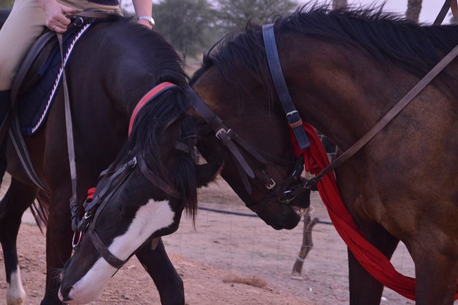 Jaipur Horse Riding Adventure - Village farmlands and sandy river beds: when the ride really wakes up