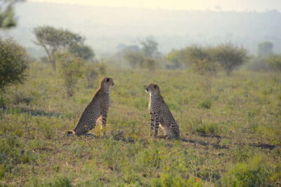 Jaipur: Jhalana Amagarh Leopard Reserve 4×4 Jeep Safari - The Day Plan: Pickup, Park Entry, and the Safari Block