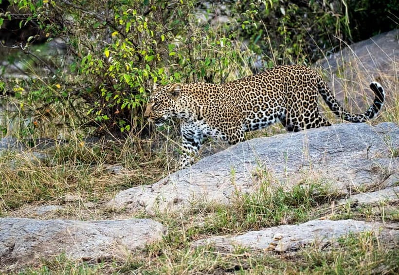 Jaipur: Jhalana Amagarh Leopard Safari Park Guided Tour - Jhalana Amagarh: A Jaipur Leopard Safari That Feels Wild